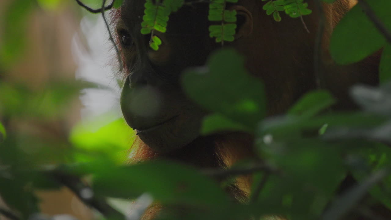 Orangutan in the Jungle
