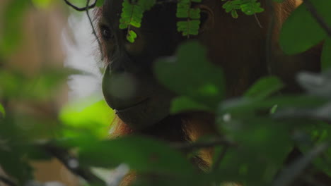 orangutan in the jungle