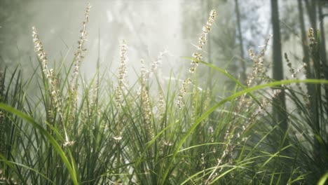 Grasblumenfeld-Mit-Sanftem-Sonnenlicht-Als-Hintergrund.