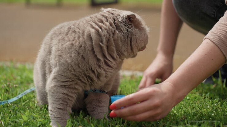 Zögerliche graue Katze schaut vom Spielzeug weg, eine introvertierte graue Katze vermeidet Augenkontakt mit blauem Spielzeug, schüchterne graue Katze bewegt sich leicht, während eine Hand ein farbenfrohes Spielzeug inmitten von üppigem Gras anbietet