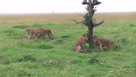 lion cubs playing around a small tree on the grassland in masai mara kenya - medium shot