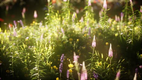 Wildblumen-Auf-Dem-Feld