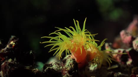 daisy coral on coral reef at night