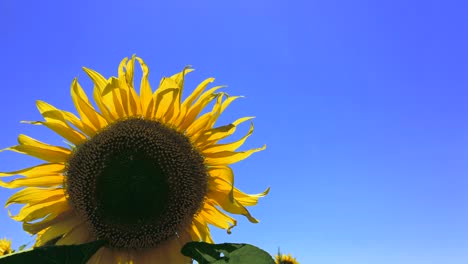 girasol en flor contra el fondo azul del cielo despejado