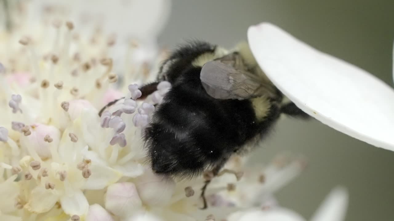Close-up of Fuzzy Bumblebee Foraging Pollen on a White Hydrangea Flower