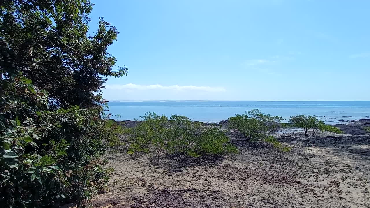 pequeños árboles de mangle en la playa rocosa durante la marea baja