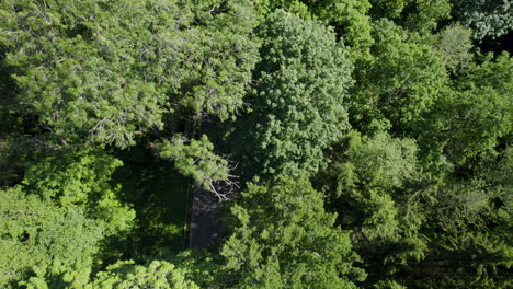 Drone-flying-over-a-green-forest,-revealing-a-road-under-the-trees