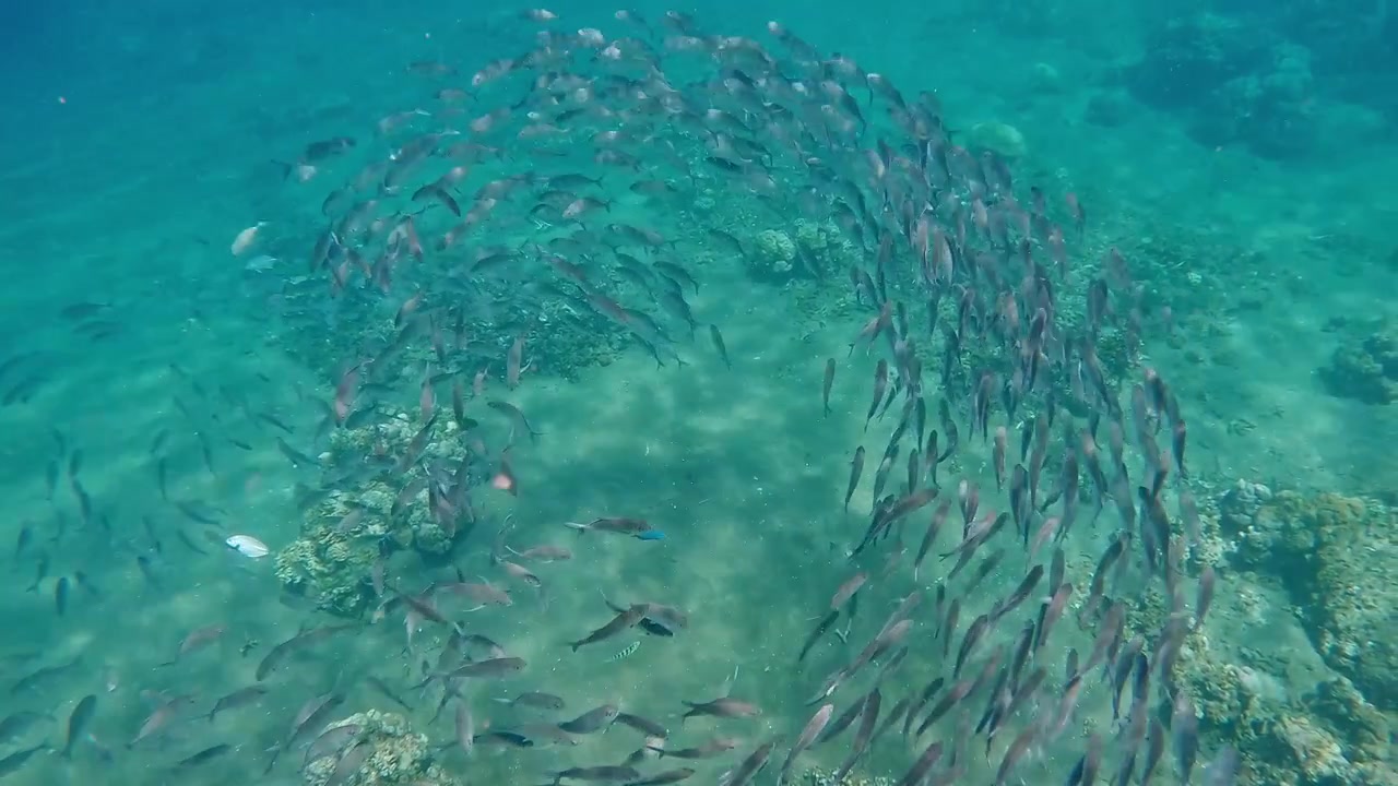 Kouzelná scéna kranasů velkookých (Caranx sexfasciatus) plavajících v dokonalé synchronizaci, projevujících hejnové chování. Dauin, Filipíny.