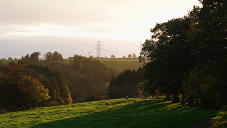 Animales-Pastando-En-El-Prado-Rodeado-De-Frondosos-Bosques-En-Sommerain,-Houffalize,-Bélgica