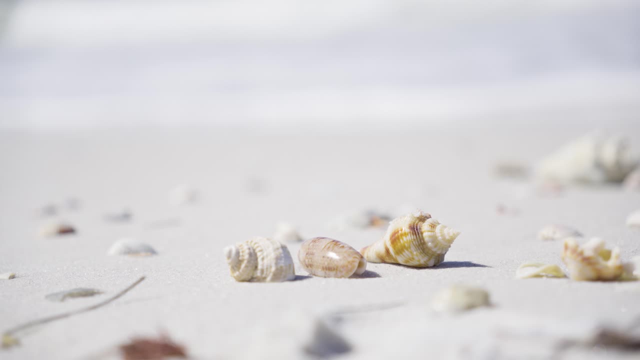 Various seashells rest on smooth white sand near the ocean. Natural coastal scene showcasing summer relaxation and simple beach beauty.
