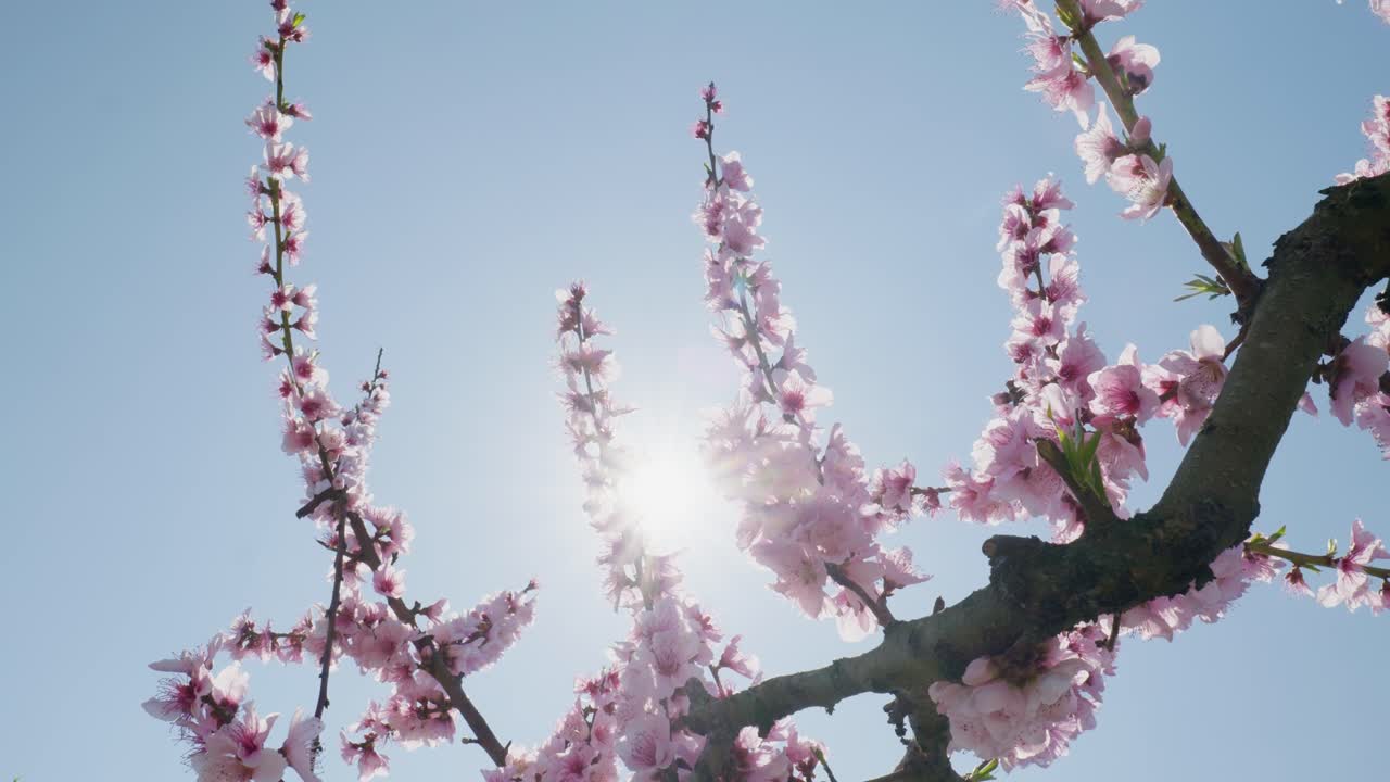 ピンクの桜の花びら 晴れた青い空に照らされた風に振り回される 明るい太陽 低角度のパノーショット
