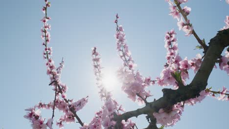 Rosa-Kirschblütenblätter-Schwingen-Im-Leichten-Wind-Vor-Einem-Klaren,-Blauen-Himmel-Und-Einer-Strahlenden-Sonne,-Mit-Schwenk-Aus-Niedrigem-Winkel