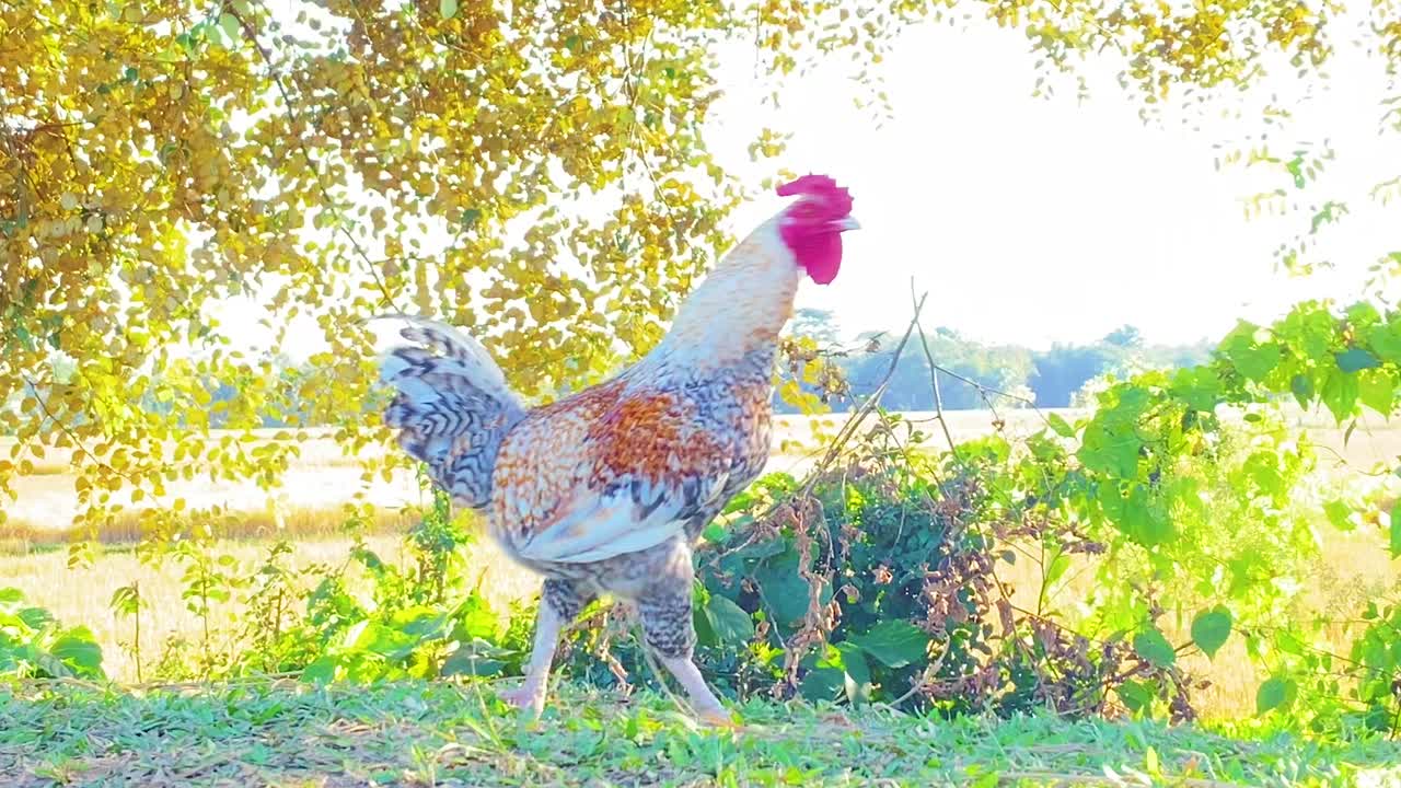 gallo fuerte caminando en la granja local, vista de cerca