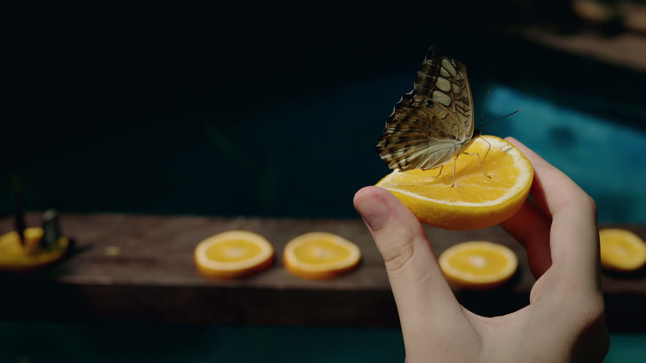 Butterfly on Orange Slice
