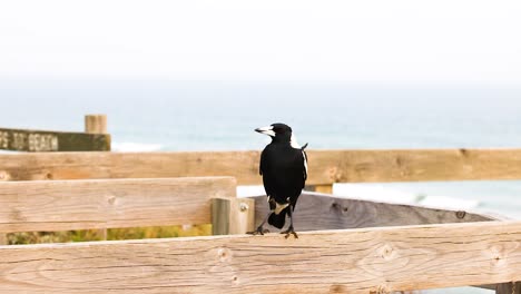 an australian magpie perches on a wooden fence, overlooking the ocean at barwon heads, with gentle natural lighting