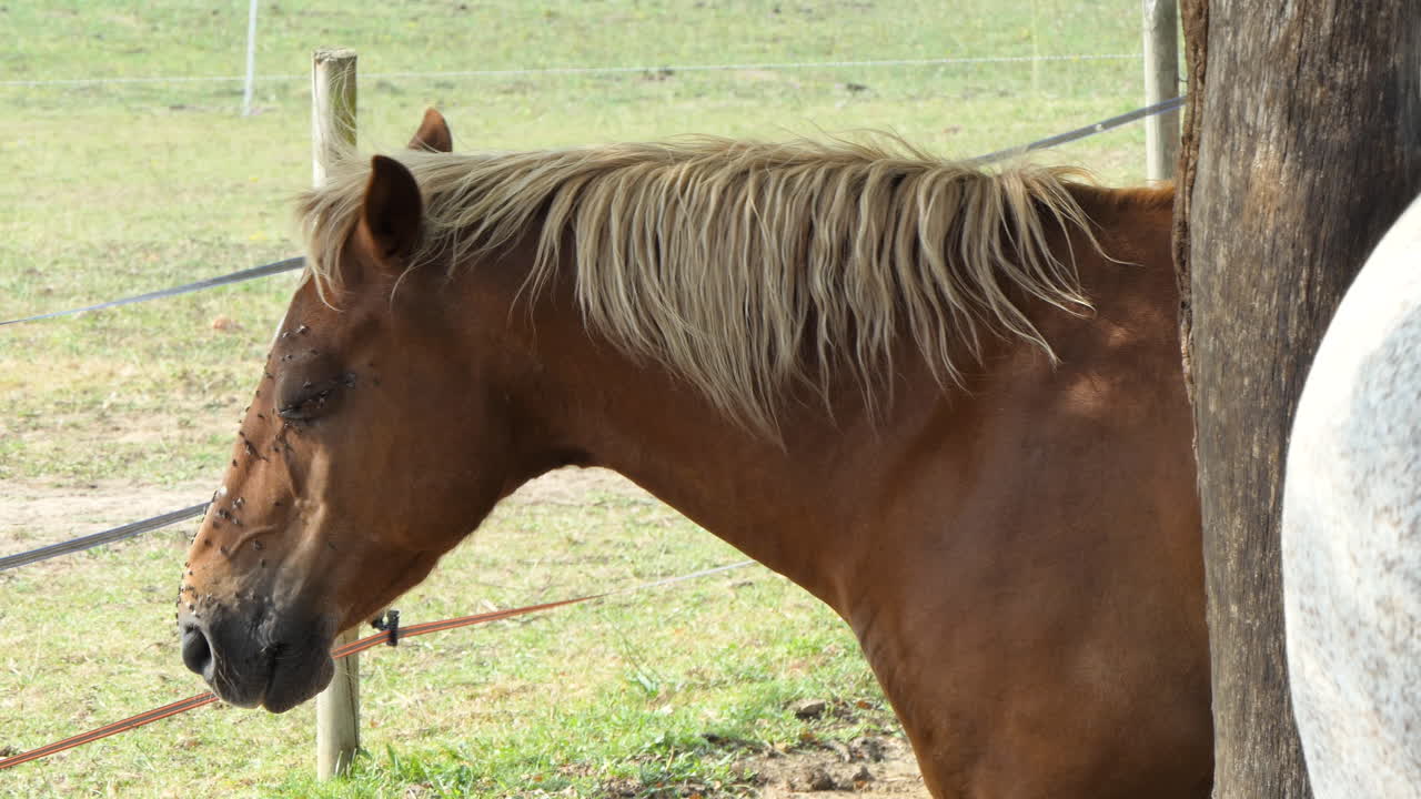 caballo marrón con moscas que le molestan en el hocico y los ojos en un caluroso día de verano, francia