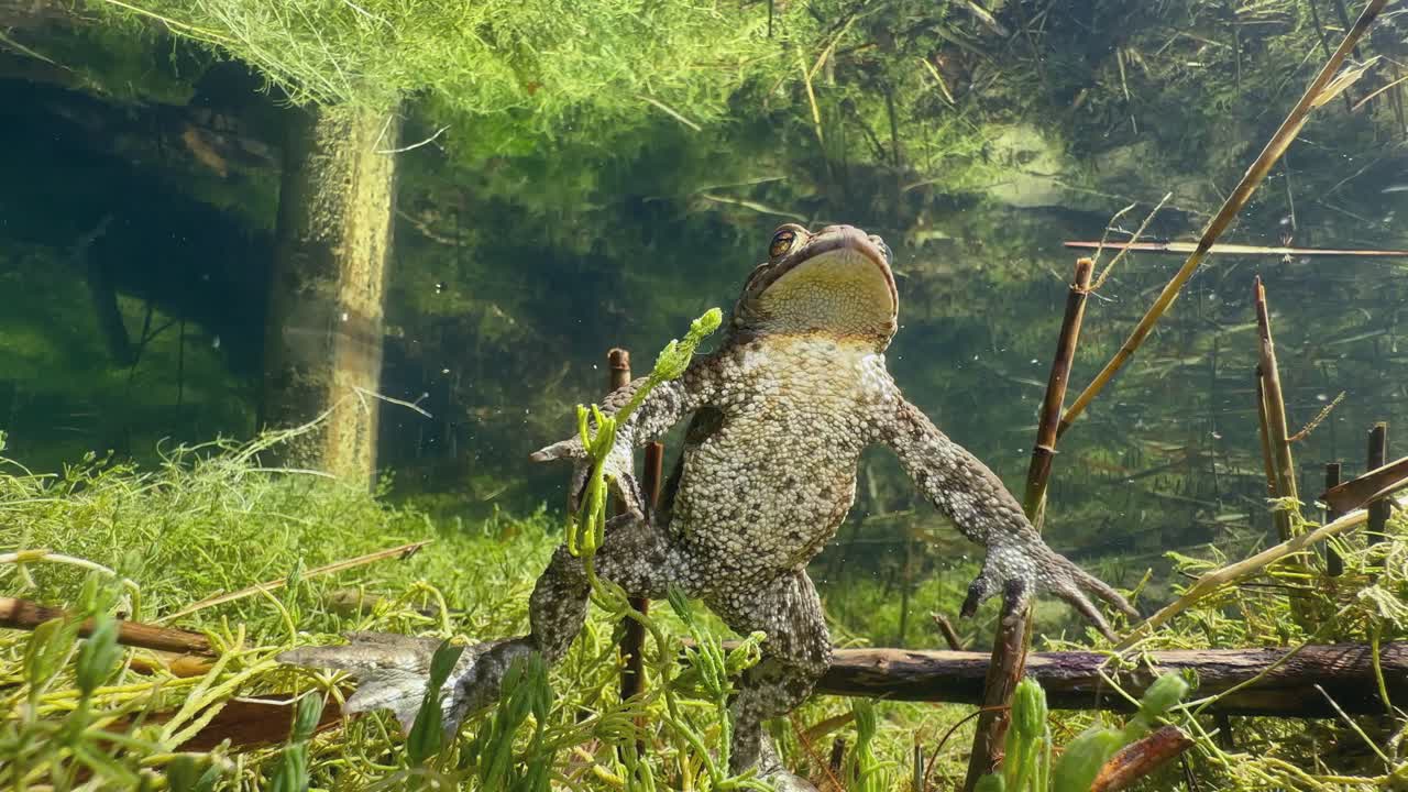 Male Common Toad (Bufo bufo) follows another male in shallow lake during mating season. Estonia.