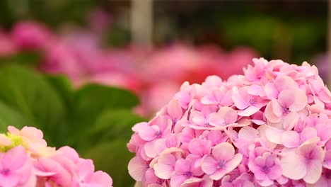 close up to hydrangea lower