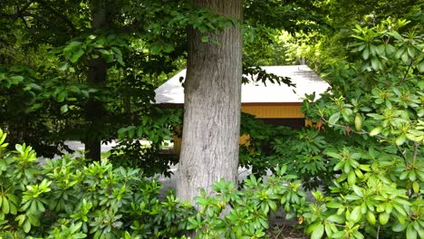 invasive 'gypsy moth' caterpillars crawling on an oak tree