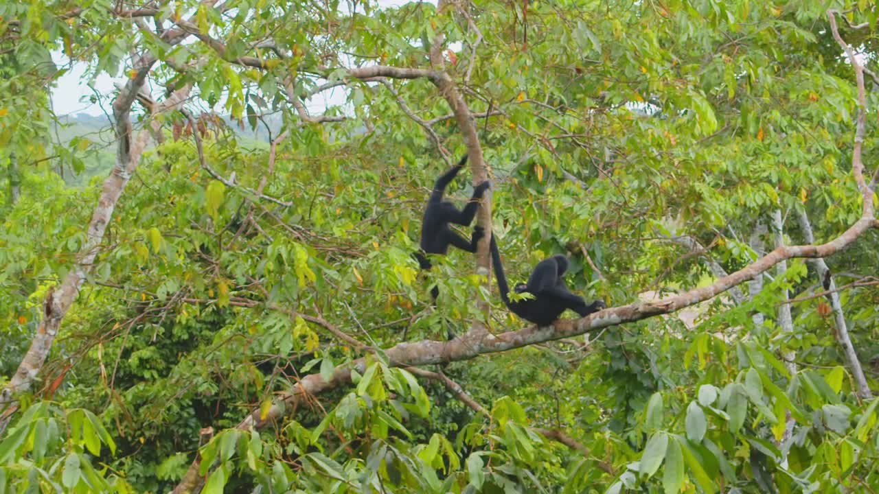Family of Spider monkeys travel across a lush tree canopy with mother and baby in the vibrant Peruvian rainforest