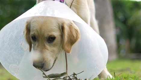 Sick-dog-in-a-garden-looking-at-camera-and-chewing