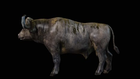 a buffalo standing idle on black background with alpha channel included at the end of the video, 3d animation, side view, animated animals, seamless loop animation