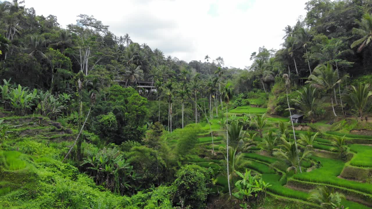 Veduta aerea delle terrazze di riso di Tegallalang e della giungla lussureggiante a Gianyar, Bali, Indonesia.