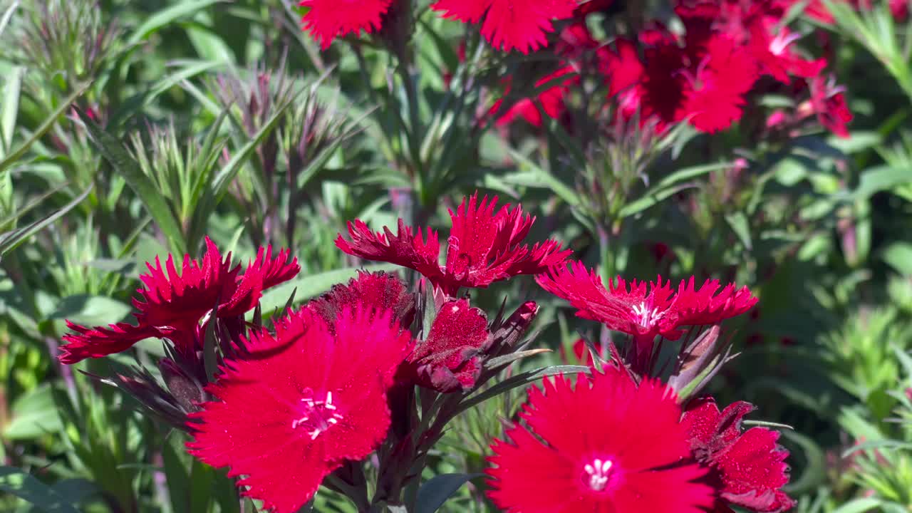 섬세한 꽃잎을 가진 밝은 붉은 꽃이 식물원에 핀다