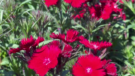 flores de color rojo brillante con pétalos delicados florecen en un jardín botánico