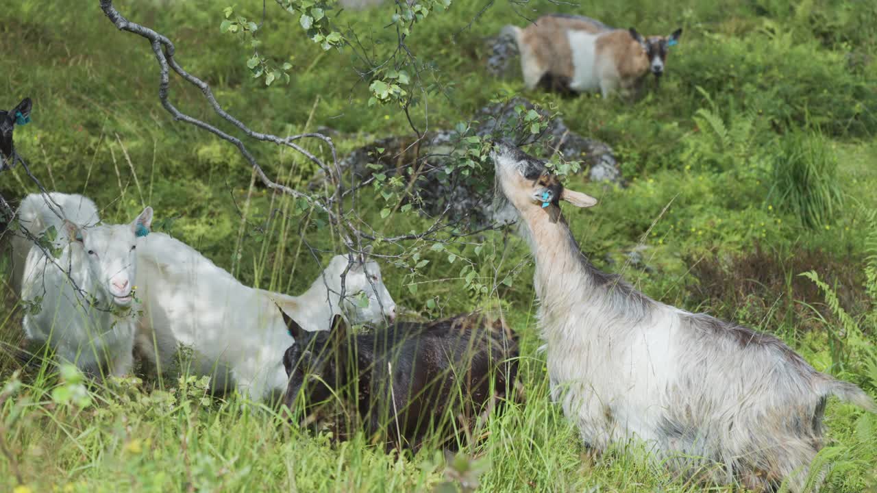 무성한 녹색 목초지에서 풀을 뜯는 검은색과 흰색 염소 떼