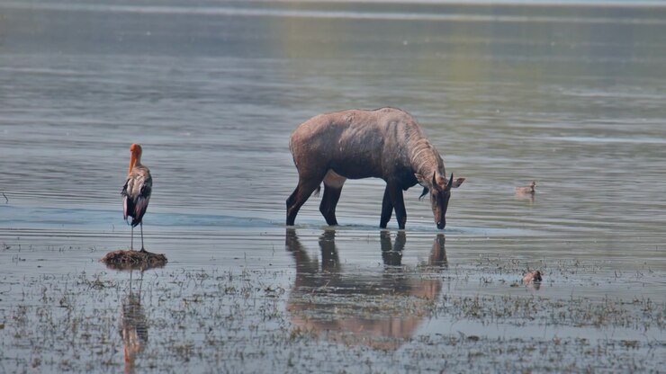 Un nilgai selvatico che guada in un tranquillo habitat paludoso mentre cicogne dipinte riposano lungo la riva