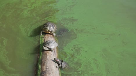 turtles sunbathing on boulder at pond in central park, new york usa