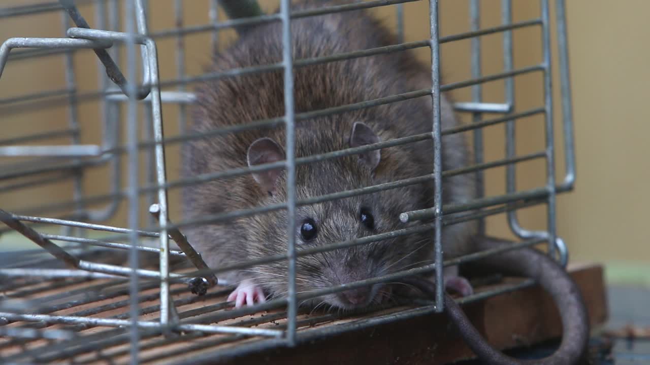 Una rata parda, Rattus norvegicus, en una trampa de captura viva