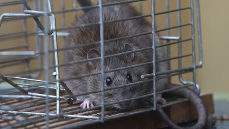 Eine-Braune-Ratte,-Rattus-Norvegicus,-In-Einer-Lebendfalle