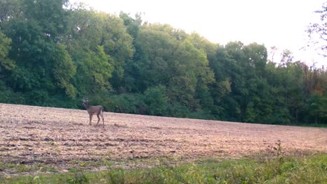 young buck white tail deer cautiously grazing in a harvested field in the upper midwest