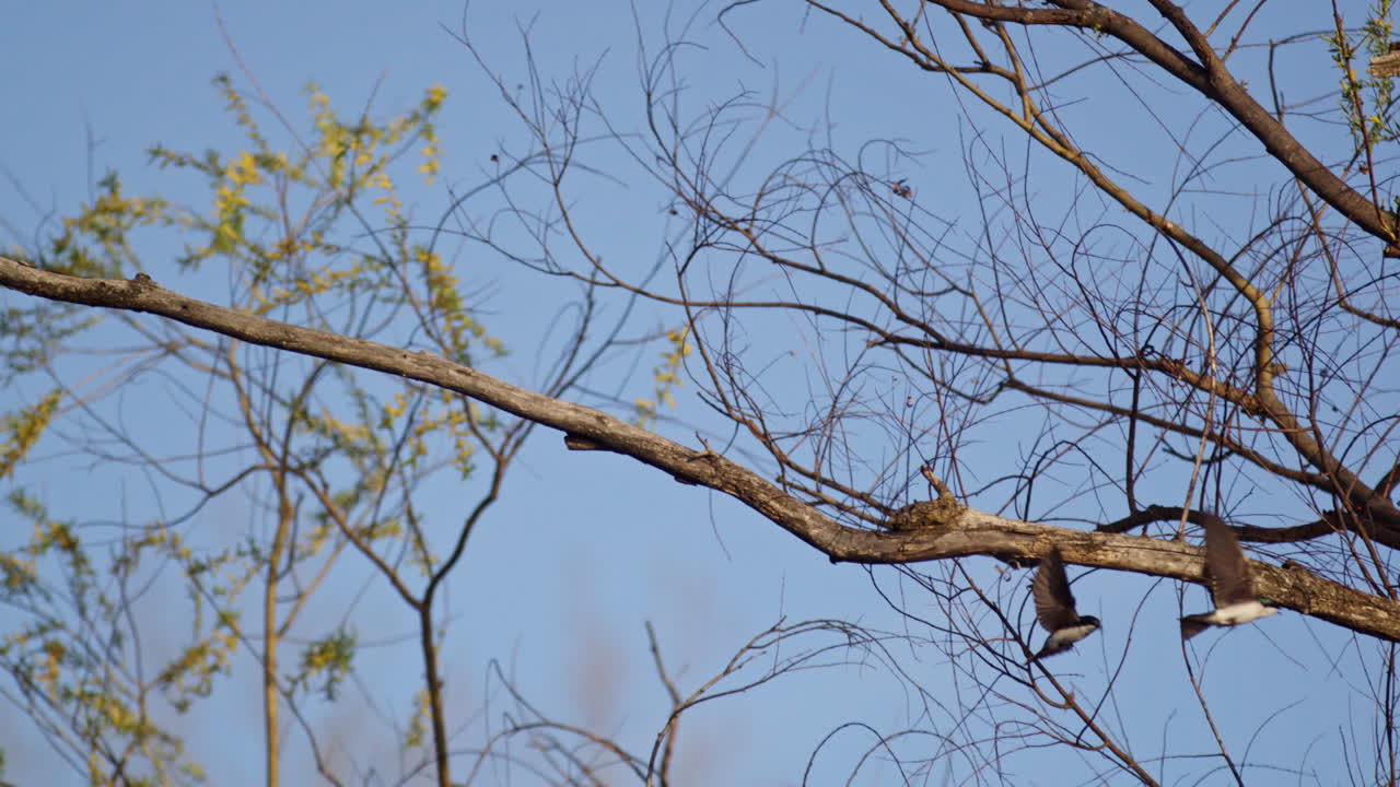 Graceful and romantic—purple martins in aerial display captured cinematically.