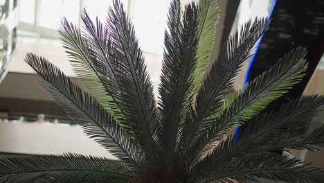 vibrant close-up of a sago palm frond, showcasing detailed leaf patterns and textures against a soft-focus urban background with architectural elements