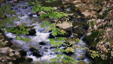 río rápido de montaña, vista desde detrás de los árboles