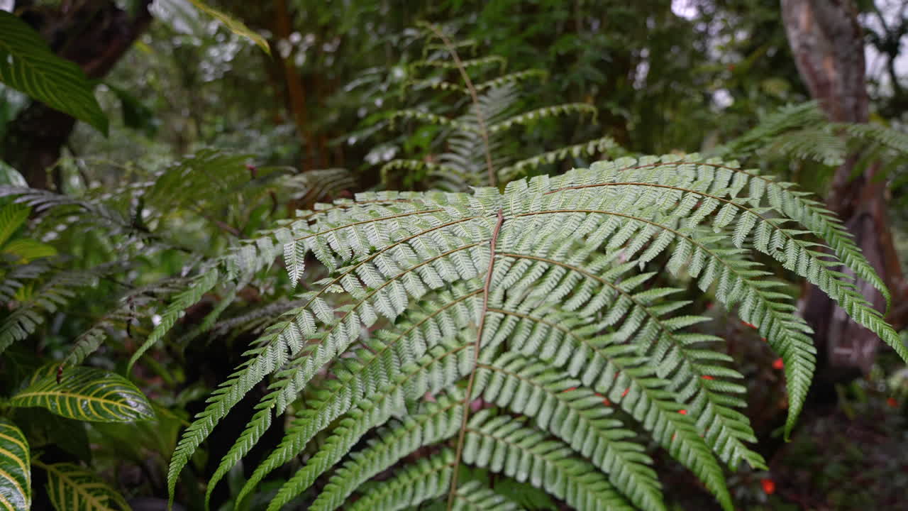 primer plano de una plataforma rodante de plantas de helechos verdes en la selva tropical de ecuador - 4k