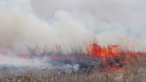 Rastrojo-Quemado-En-Un-Campo-De-Trigo