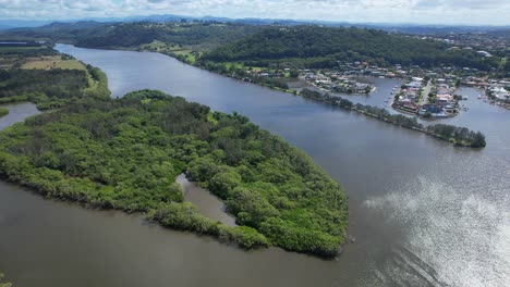 lush green foliage in tweed river in banora point, new south wales, australia