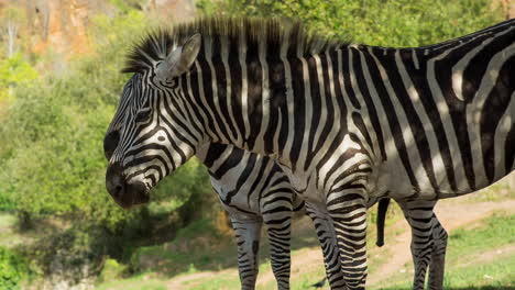una cebra en un safari