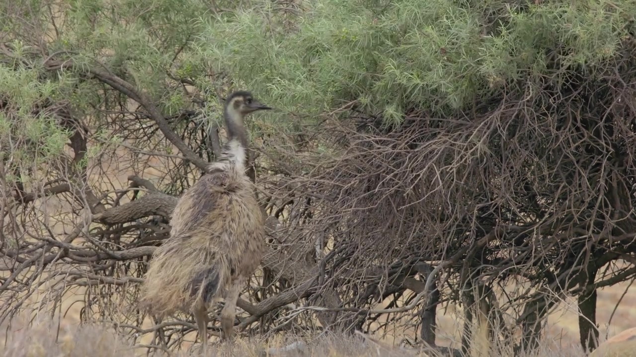 Un emù selvatico che si nutre di un arbusto autoctono, natura splendida.