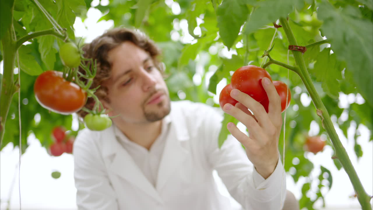 Laboratory technician in a white coat analysing tomatoes grown in a greenhouse