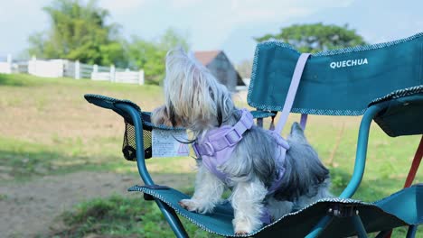 el perro explora y disfruta de la silla al aire libre