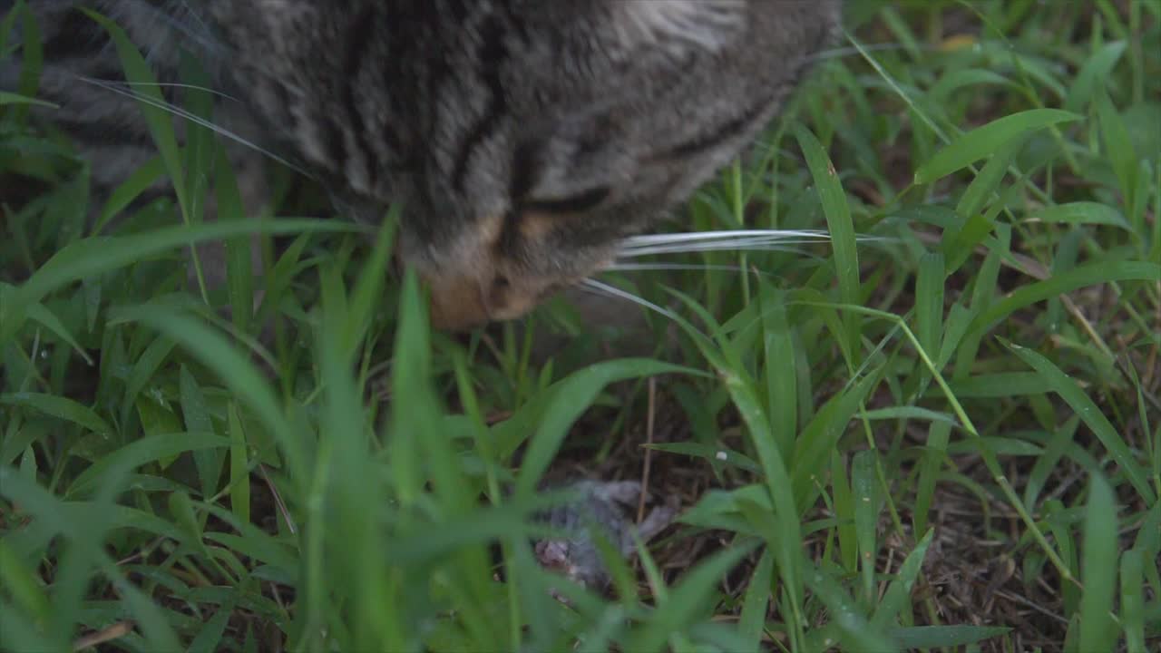 Domestic cat eating its prey, a mouse in the grass at dusk