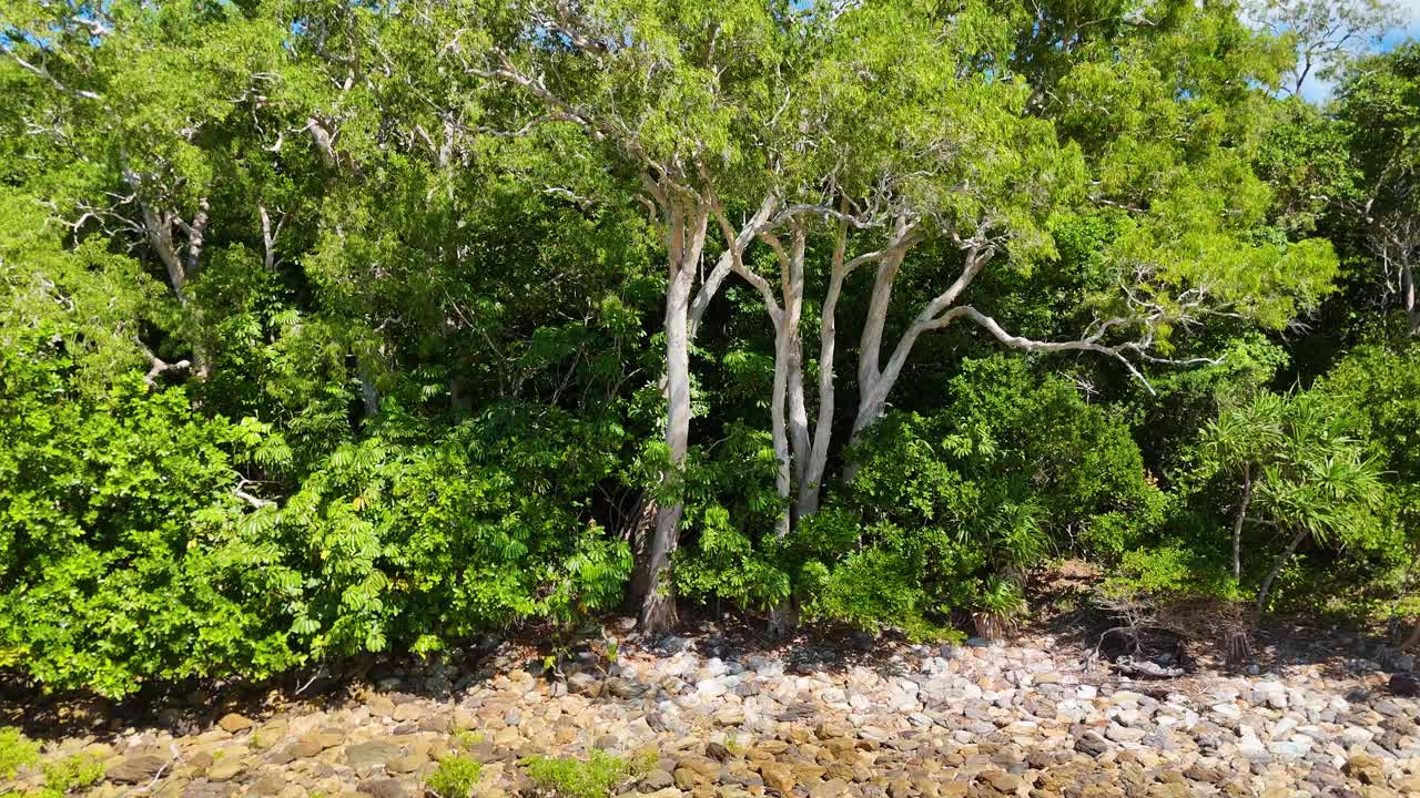 Drone hovers over rocky shoreline and dense rainforest, bright daylight, vibrant green foliage, static shot