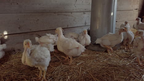 Junges-Huhn,-Das-Sich-Im-Geflügelstall-Mit-Stroheinstreu-Ausruht-Und-Füttert---Mittlerer-Schwenk