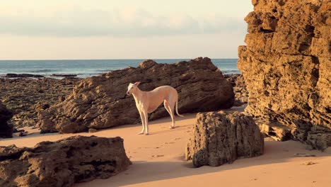 greyhound standing on rocky beach at sunset, trucking right, day