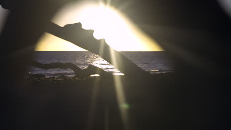 early morning sun flairs on the beach shooting through driftwood